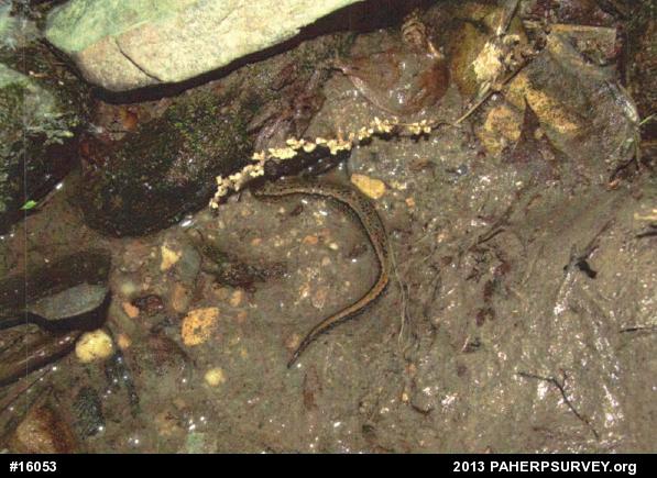 Northern Two-lined Salamander