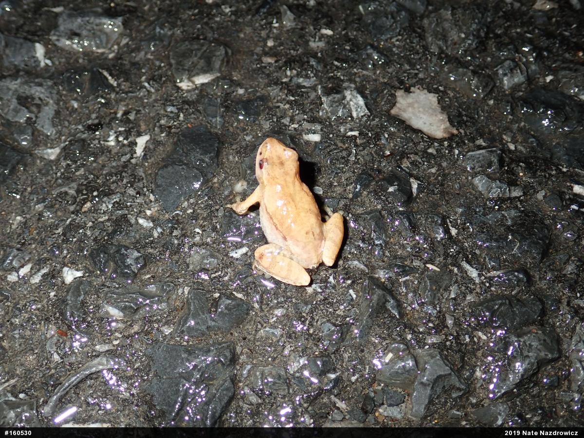 Spring Peeper