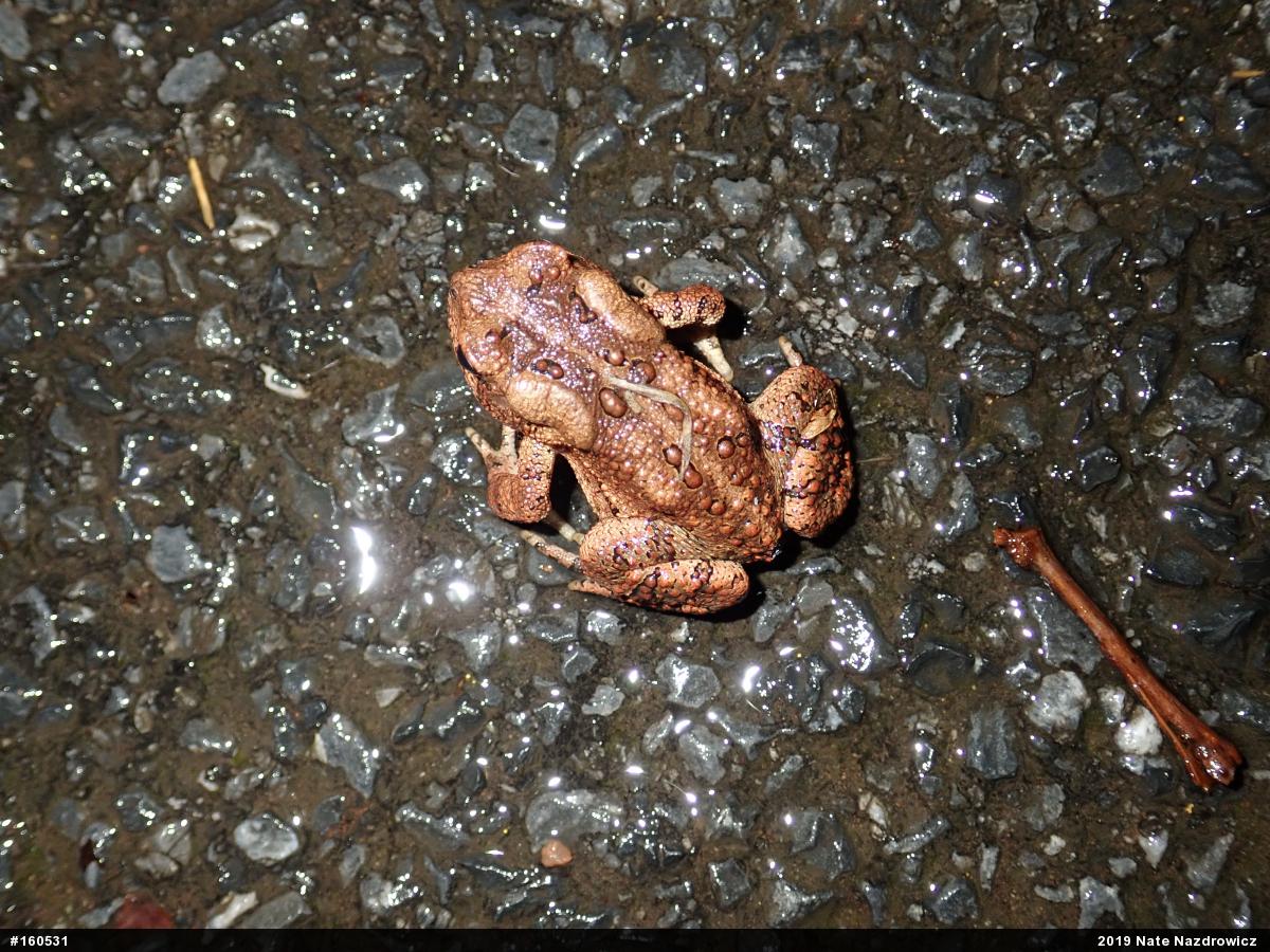Eastern American Toad