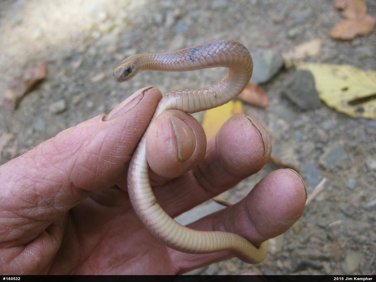 Mountain Earthsnake