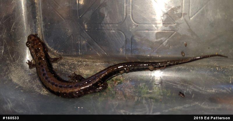 Allegheny Mountain Dusky Salamander