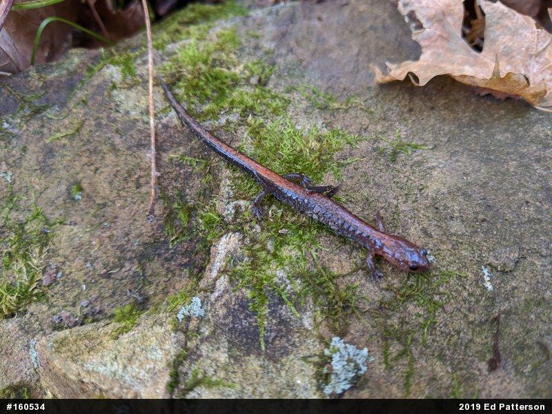 Eastern Red-backed  Salamander
