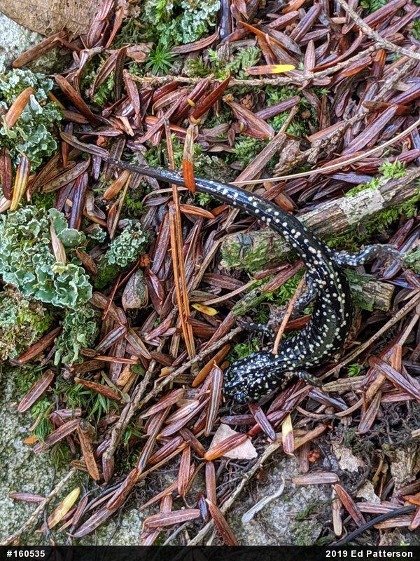 Northern Slimy Salamander