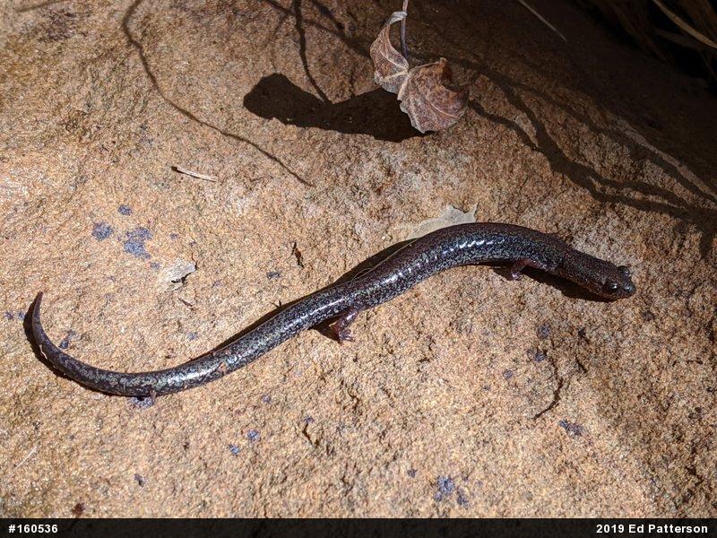 Valley And Ridge Salamander