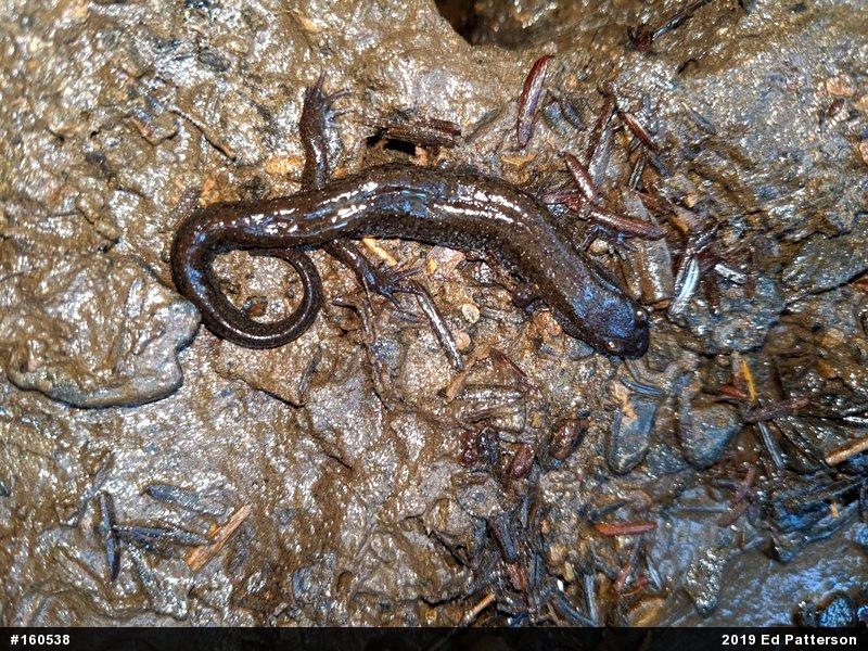 Northern Dusky Salamander