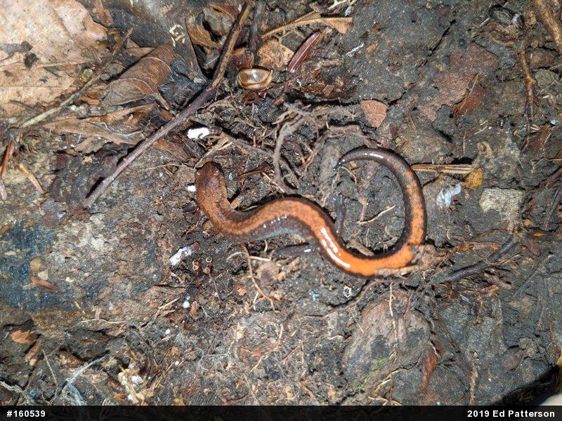 Eastern Red-backed  Salamander