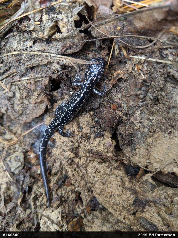 Northern Slimy Salamander