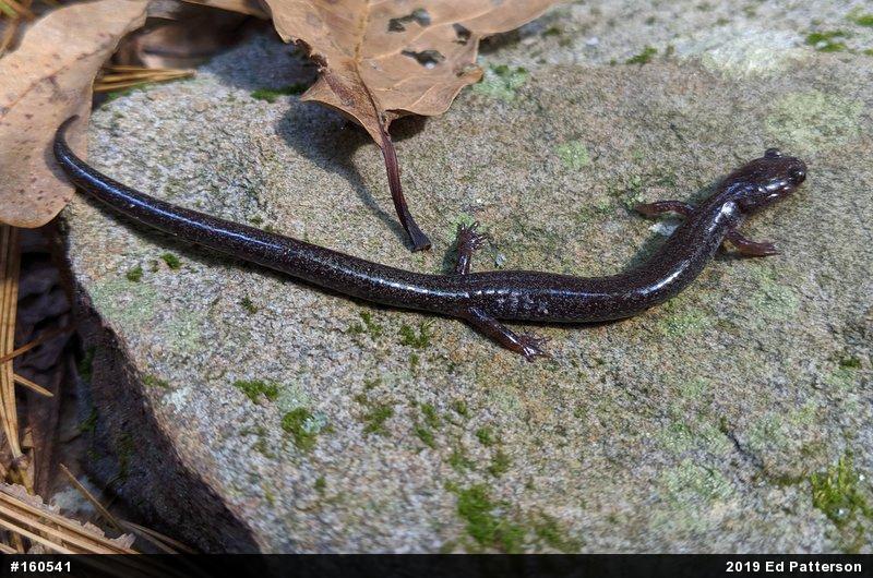 Valley And Ridge Salamander