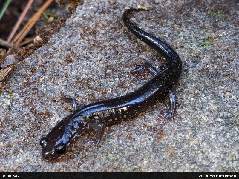 Wehrle's Salamander