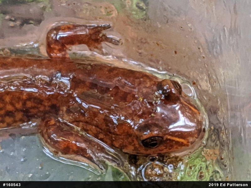 Northern Spring Salamander