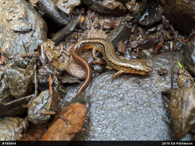 Northern Two-lined Salamander