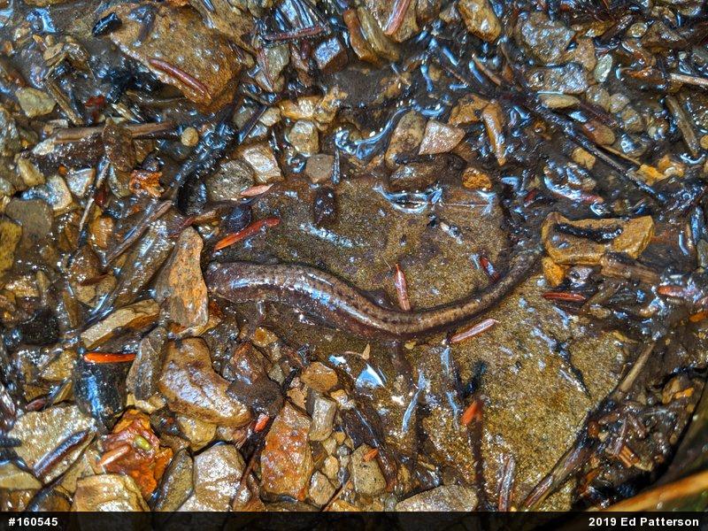 Allegheny Mountain Dusky Salamander