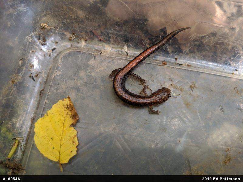 Eastern Red-backed  Salamander