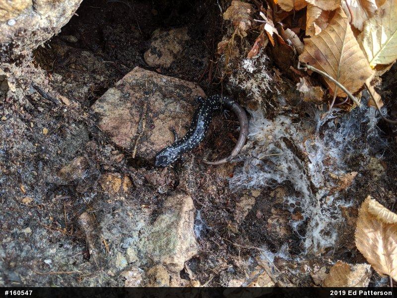 Northern Slimy Salamander
