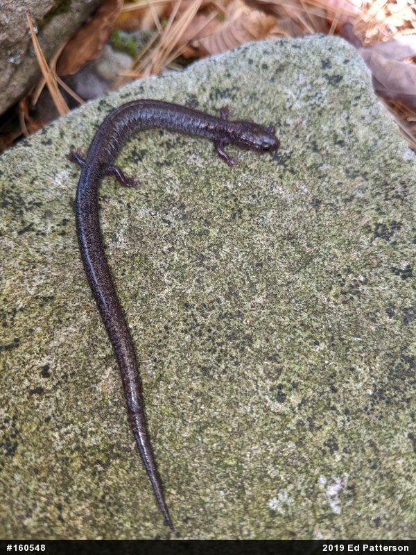 Valley And Ridge Salamander