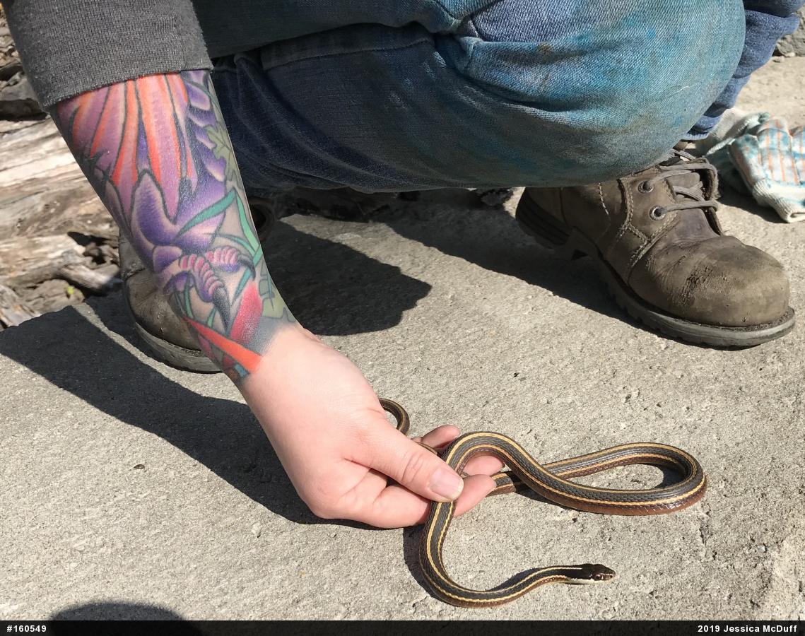 Eastern Ribbonsnake