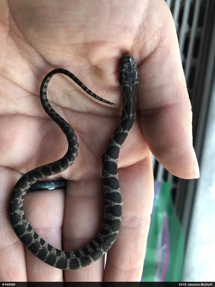 Northern Watersnake
