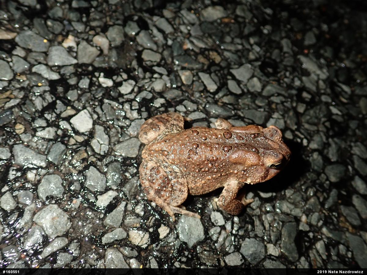 Eastern American Toad