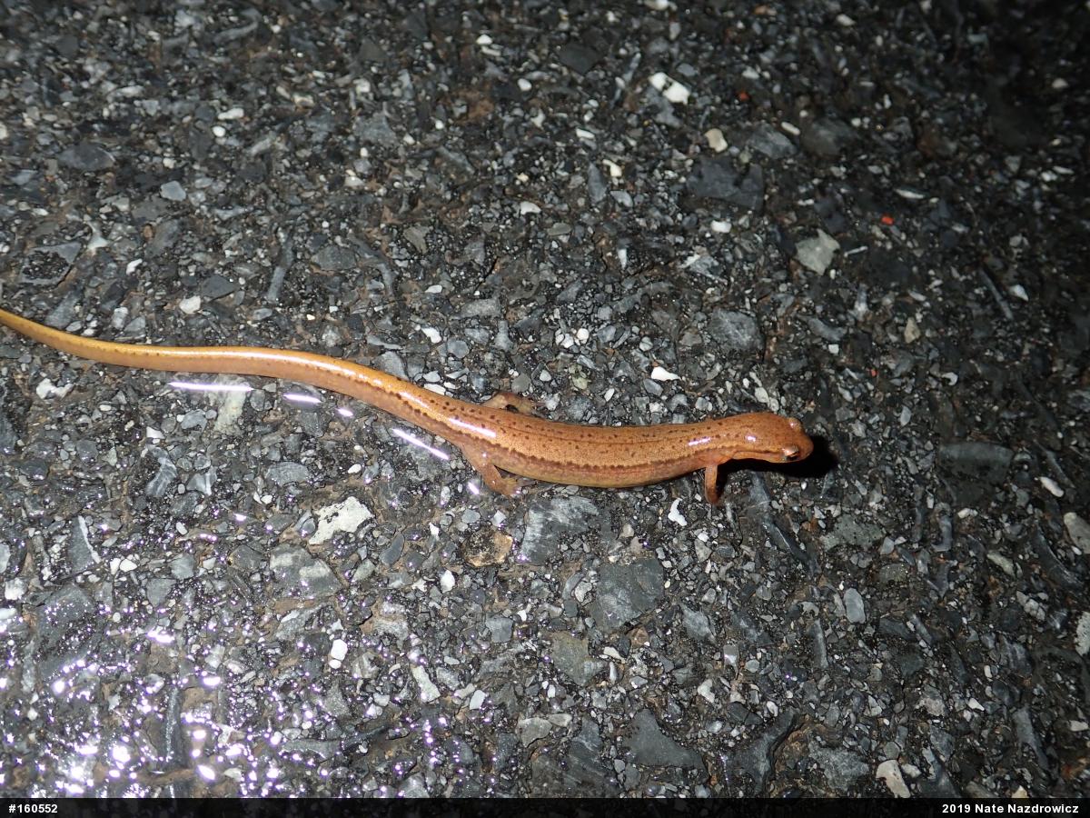 Northern Two-lined Salamander