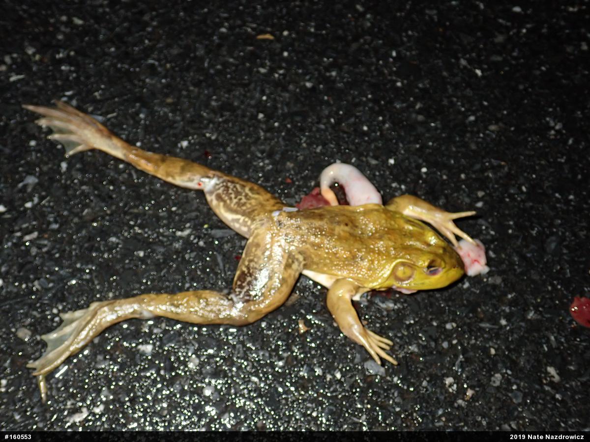 American Bullfrog