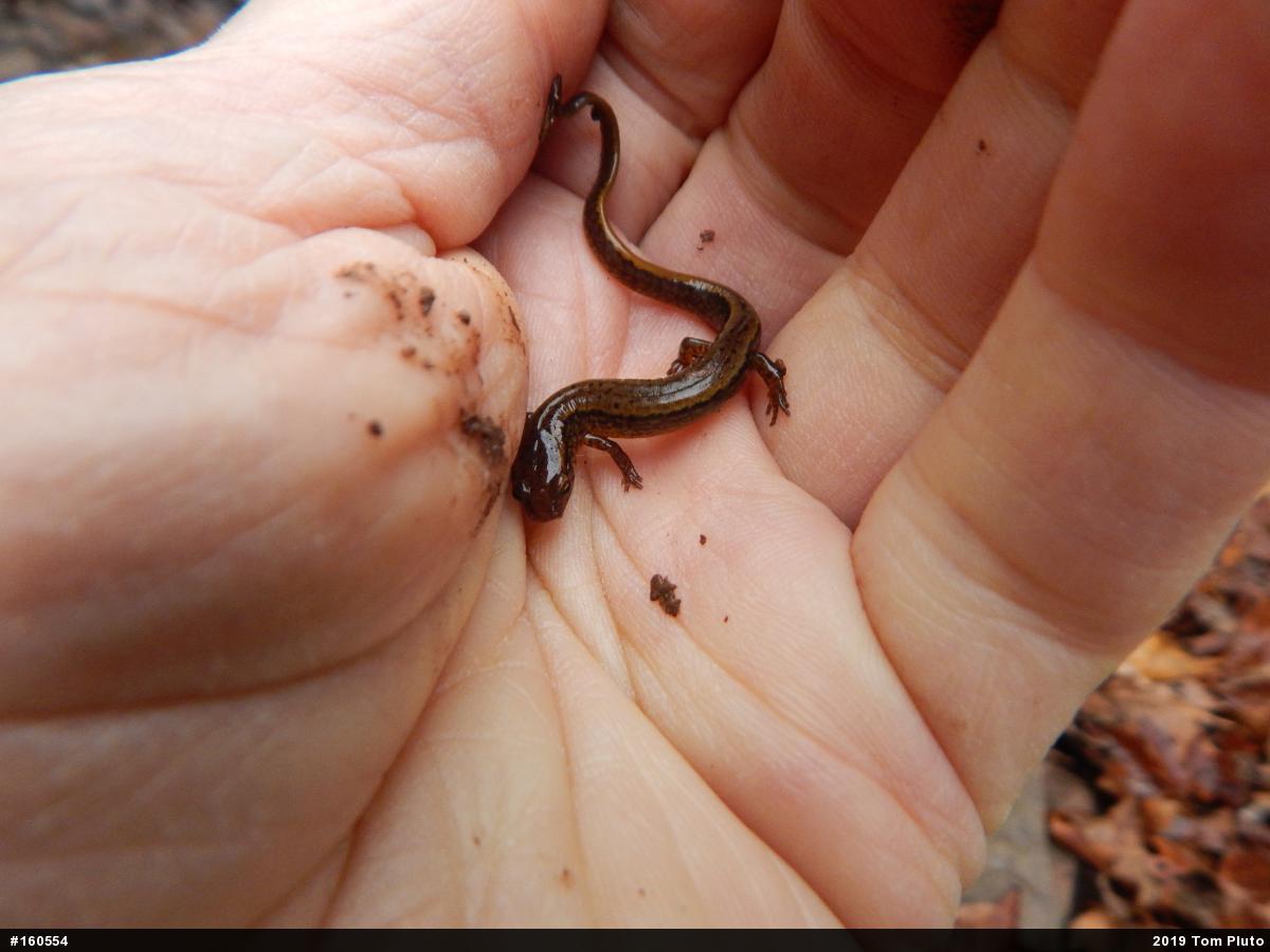 Northern Two-lined Salamander