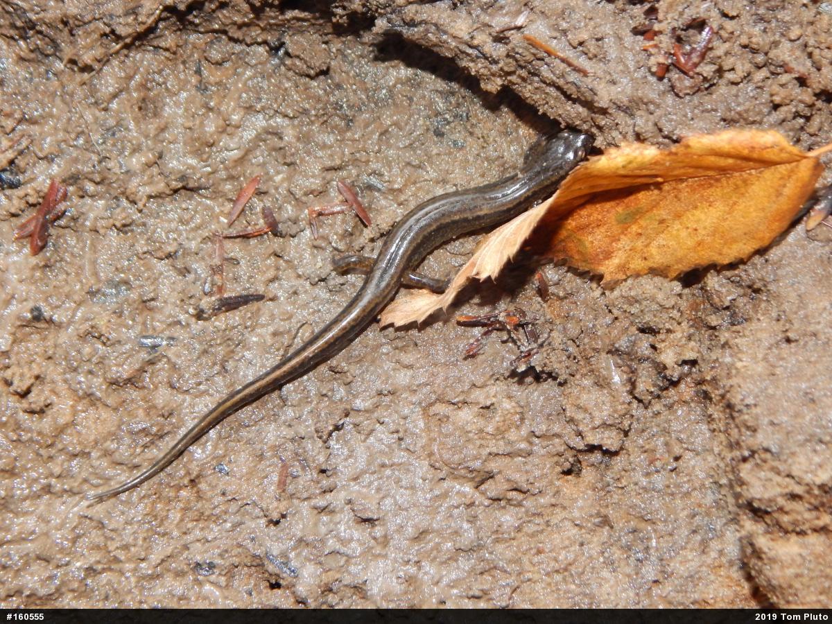 Northern Two-lined Salamander