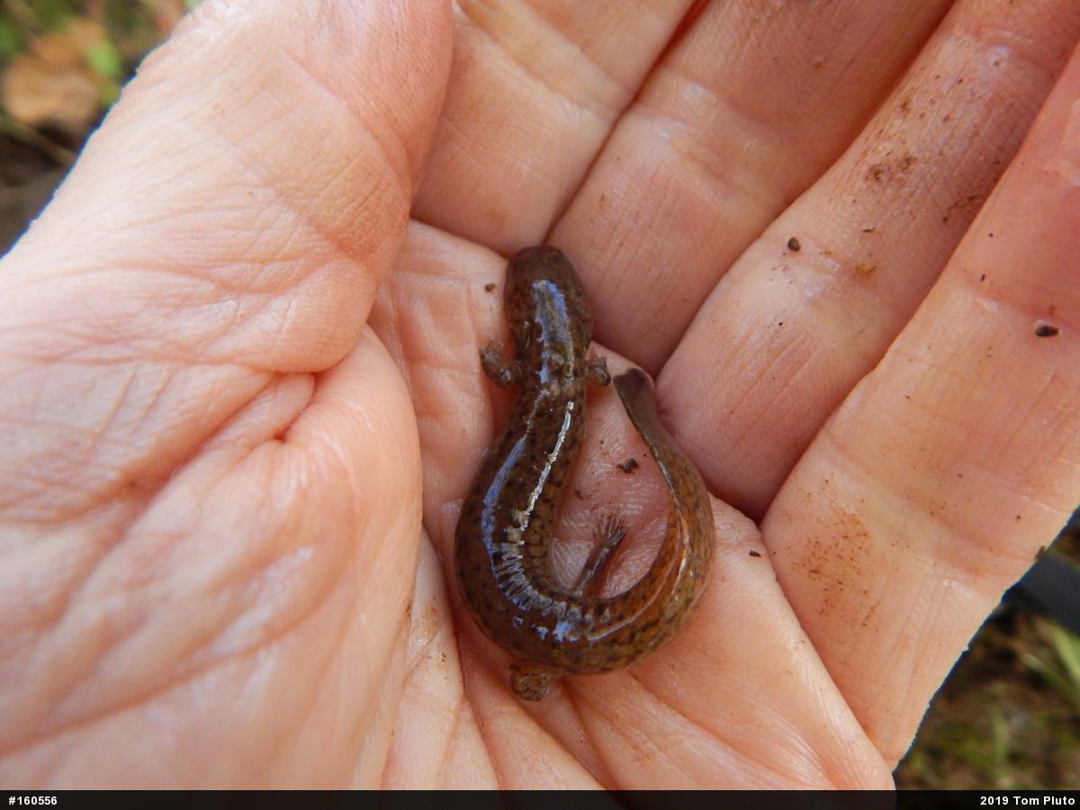 Northern Red Salamander