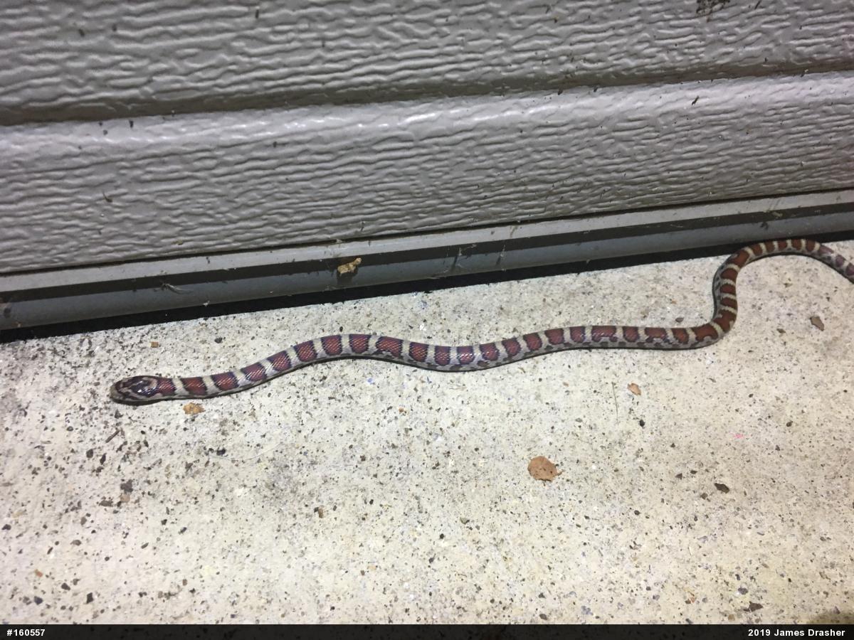 Eastern Milksnake