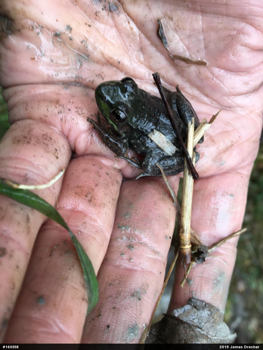Green Frog