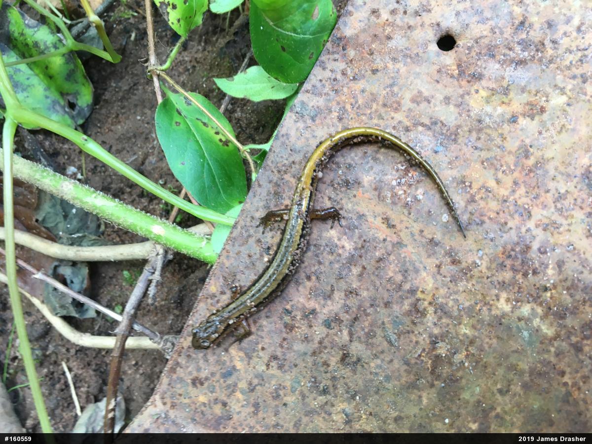 Northern Two-lined Salamander