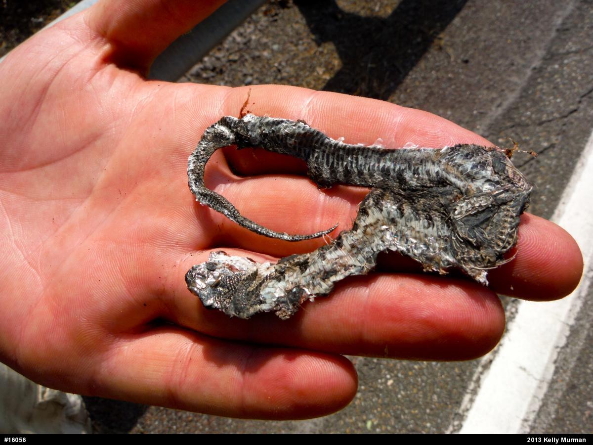 Northern Watersnake