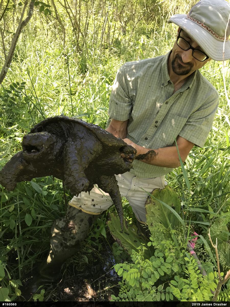 Snapping Turtle