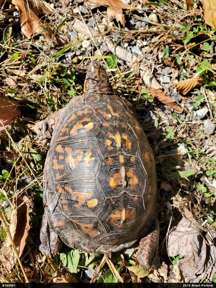 Eastern Box Turtle