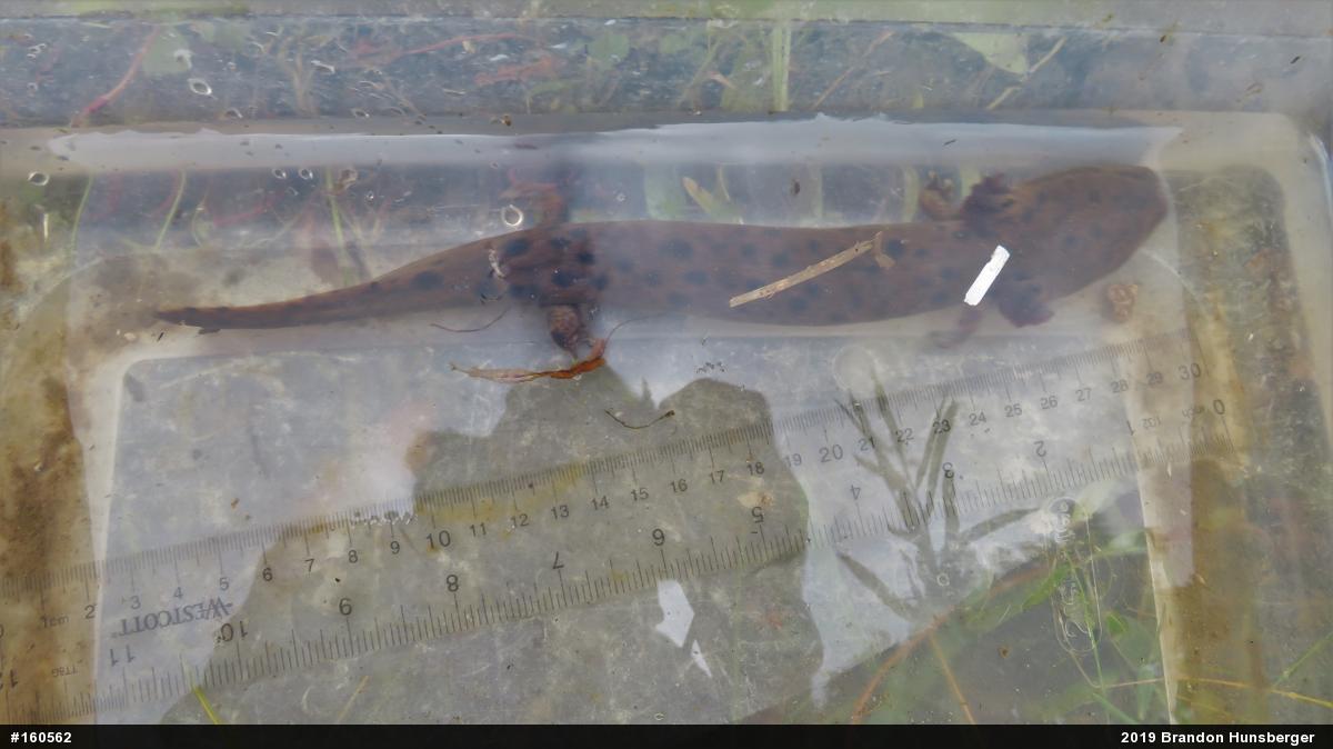 Common Mudpuppy