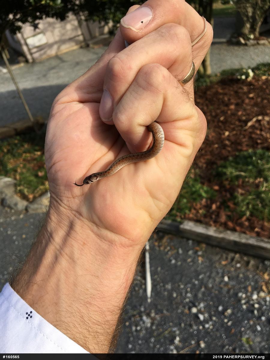 Dekay's Brownsnake