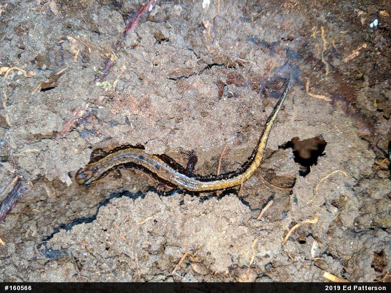 Allegheny Mountain Dusky Salamander