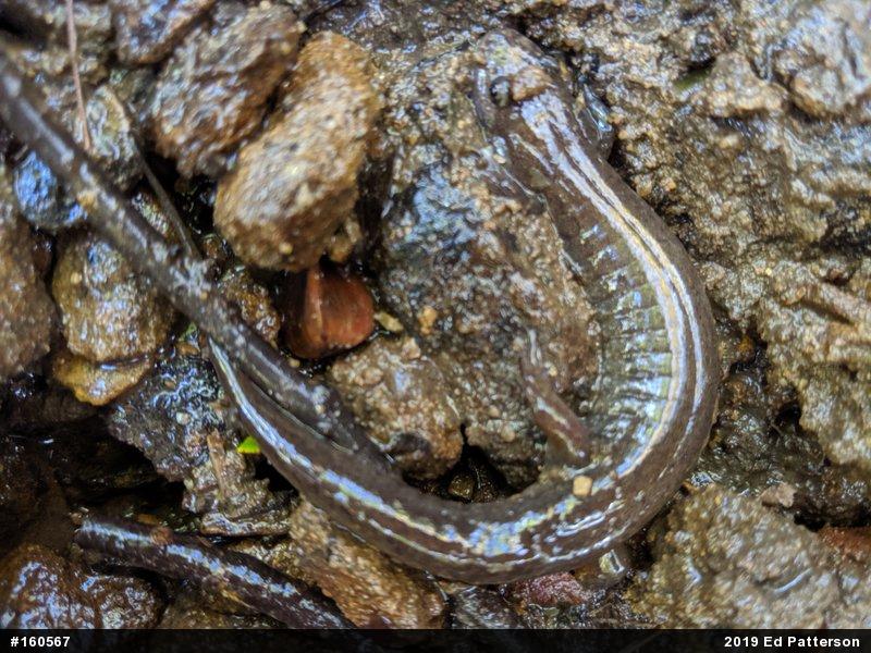 Northern Dusky Salamander