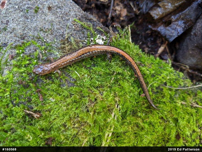 Eastern Red-backed  Salamander