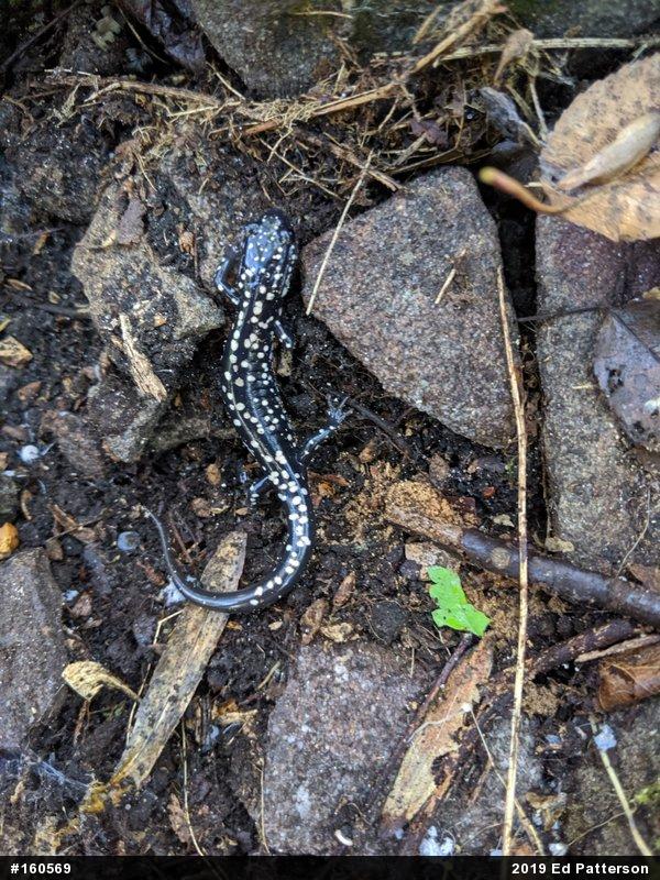 Northern Slimy Salamander