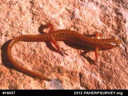 Eastern Long-tailed Salamander