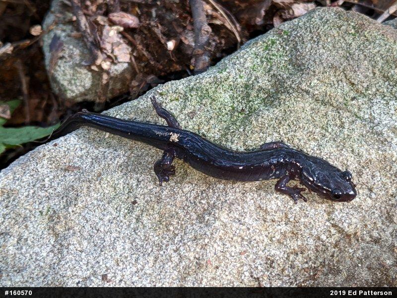 Wehrle's Salamander