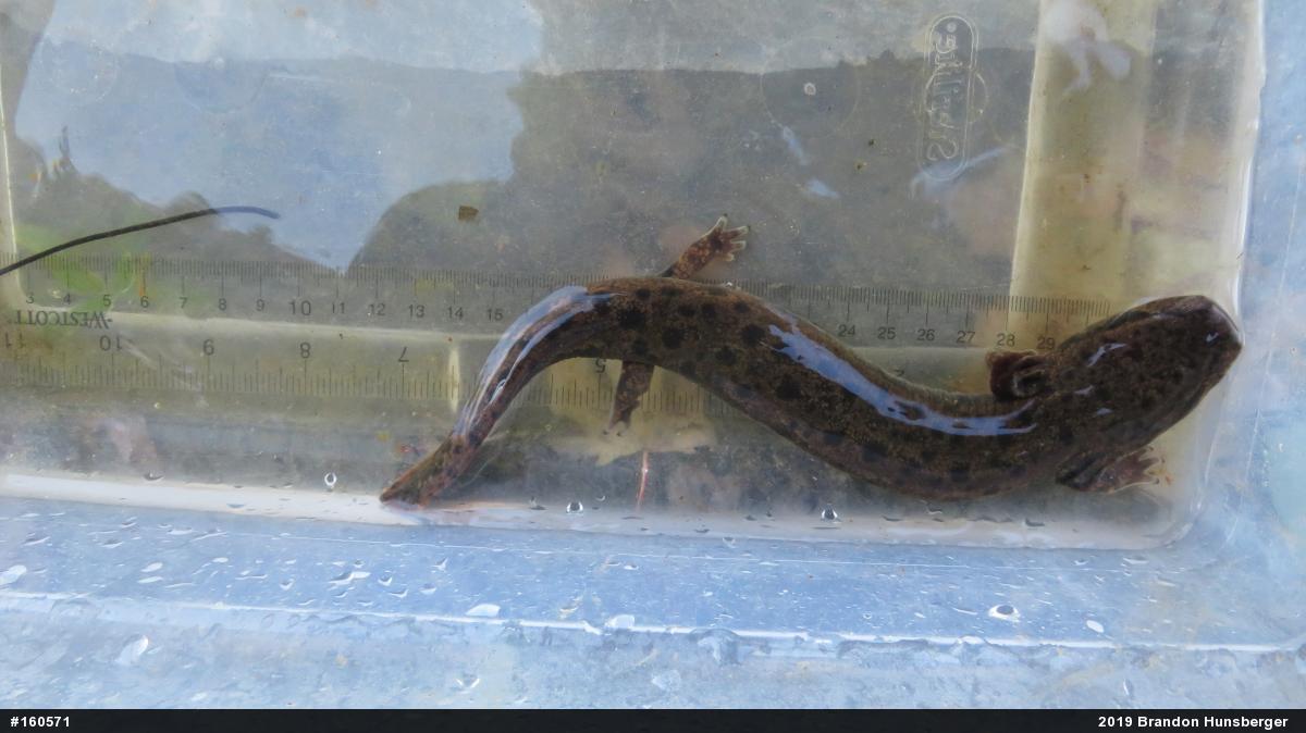 Common Mudpuppy