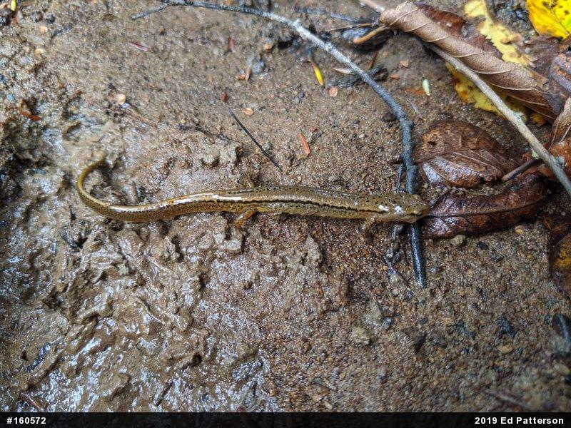 Northern Two-lined Salamander