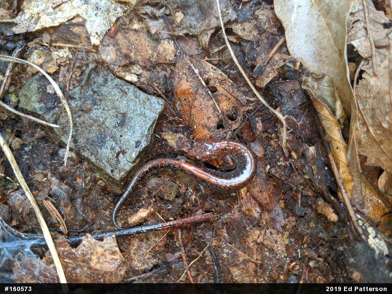 Eastern Red-backed  Salamander