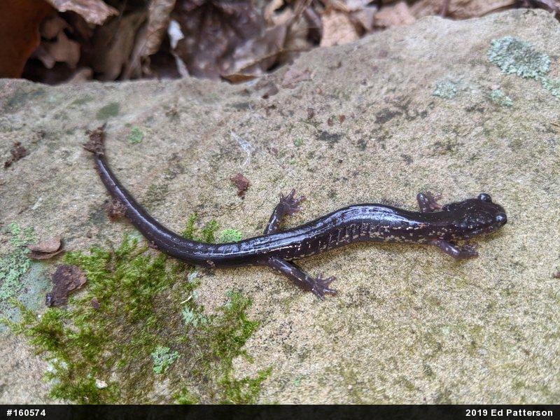 Wehrle's Salamander