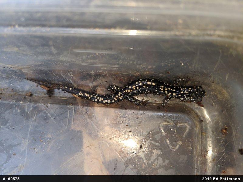 Northern Slimy Salamander