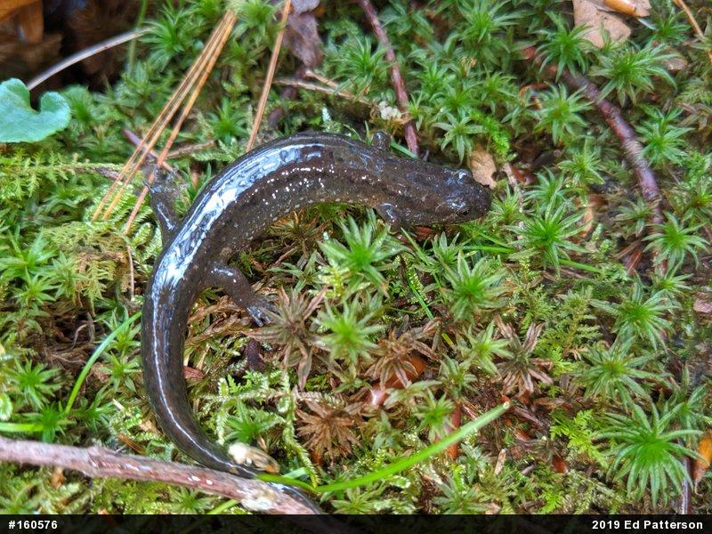 Northern Dusky Salamander