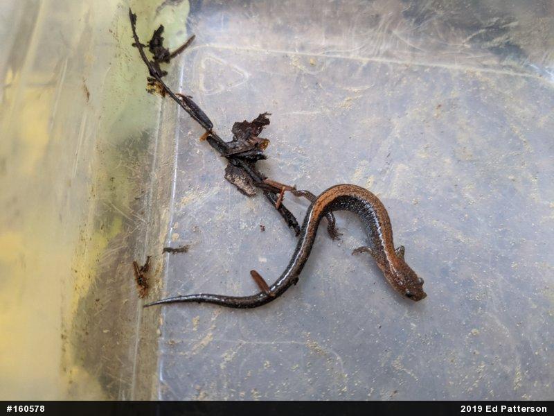 Eastern Red-backed  Salamander
