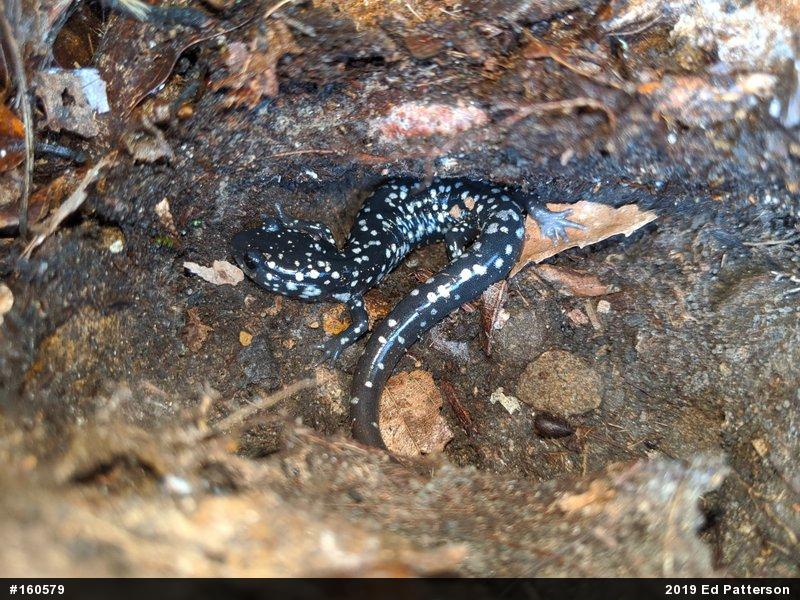 Northern Slimy Salamander