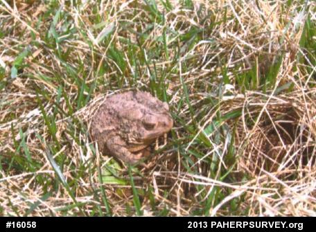 Eastern American Toad